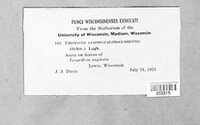 Uromyces lespedezae-procumbentis image